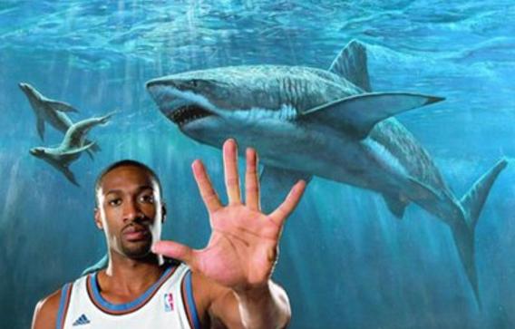 NBA那些疯狂的 铲屎官 老虎被奥胖当猫养,鲨鱼都被养进鱼缸