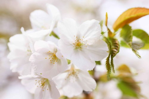 9月期间,桃花雨回归,旧爱回头,重燃爱火,相伴一生的四大星座