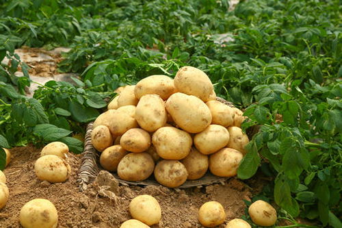 土豆是什么植物,土豆还有什么叫法