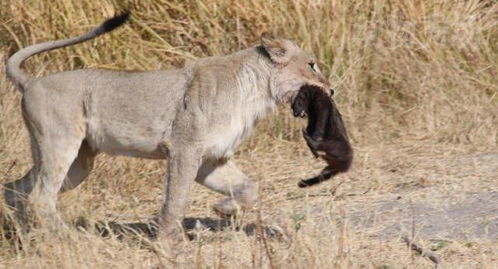狮子 斑鬣狗为什么不敢招惹蜜獾 请你打听一下它的绰号就知道了 