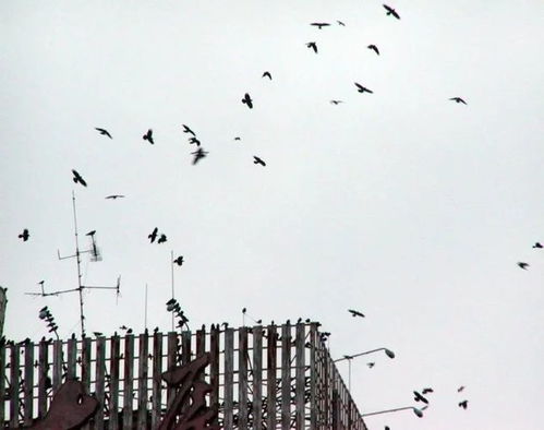 上万只燕子聚集温州,密密麻麻盘旋天空,是地震前兆吗