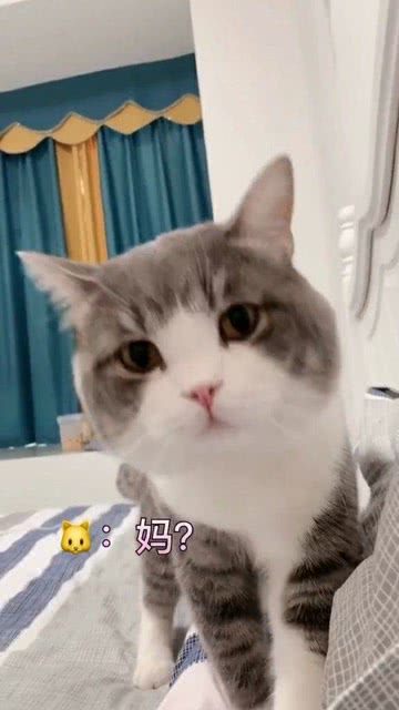 深夜求撸的小猫咪 