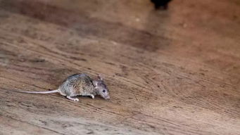 你认为老鼠怕老鼠药吗