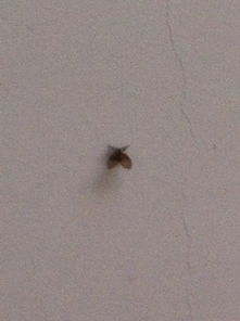 求解,这是什么小虫不知道什么原因家里好多这样的小虫,烦都烦死了 