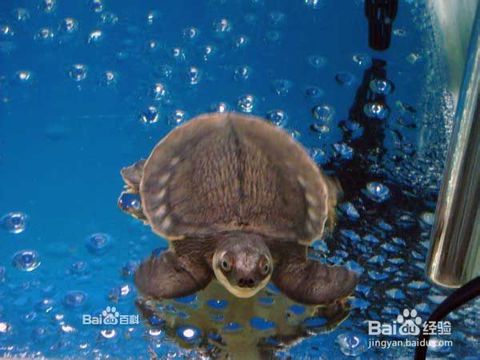 什么龟可以和鱼混养 猪鼻龟的饲养方法
