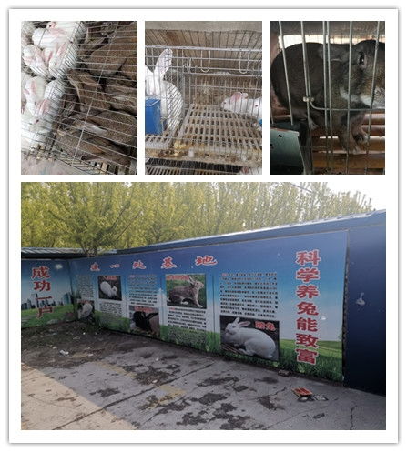 江苏省丰县哪里有种兔养殖场 
