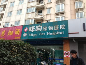 南京咪狗宠物医院南京黑龙江路的咪狗宠物医院是个骗子宠物医院,专门骗钱的,医生医德差,千万别去 