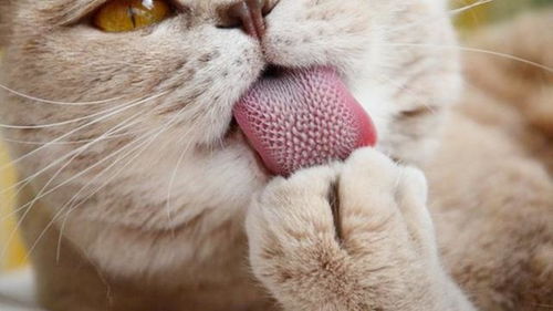 为什么猫科动物的舌头上满是倒刺,被老虎舔一下真的会掉层皮吗