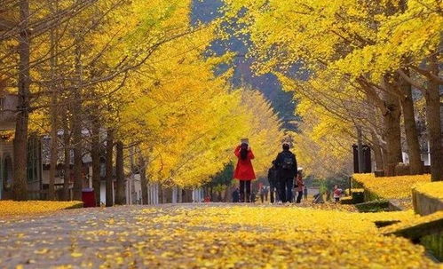 中国10大最美银杏观赏地,都是世界级的美景,定不负所望