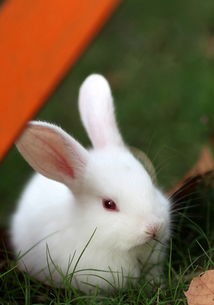 兔子球虫病的危害及其特点