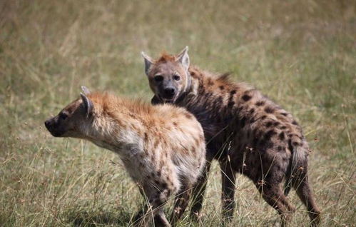 两只花豹正在抢夺地盘,鬣狗赶来凑热闹,下一秒直接被咬