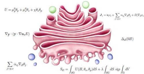 生命的数理 第一章 数学与生物学