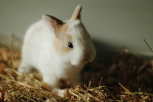 兔,小,兔子,可爱,动物,毛皮,宠物,年轻,蓬松,灭鼠,自然,绿色,农场,快乐,生物 