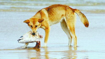 澳洲野犬祖先是中国南方家犬 