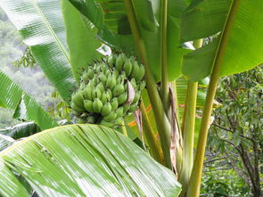 一棵香蕉树能活多少年 香蕉为什么一年砍一次