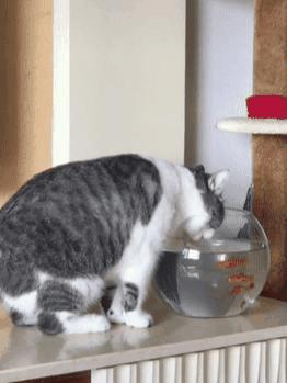 猫正在喝着鱼缸里的水,中途鱼跳起来撞向猫脸,鱼 喝个没完了