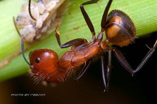 一只蚂蚁有几条腿 