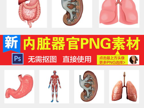 人体内脏器官PNG海报背景素材图片 模板下载 59.77MB 其他大全 其他 