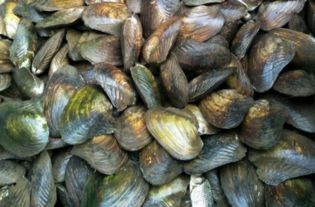 双壳纲珍珠蚌要养几年出珍珠 与河蚌的区别 养殖方法和注意事项