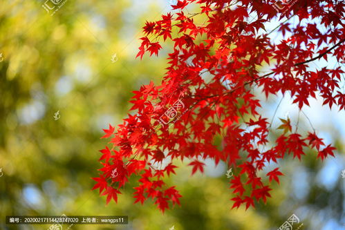 关于秋天红枫叶的诗句