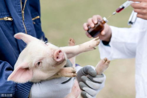 猪做了猪瘟疫苗为啥还会发病 这4大原因可能让疫苗免疫失败