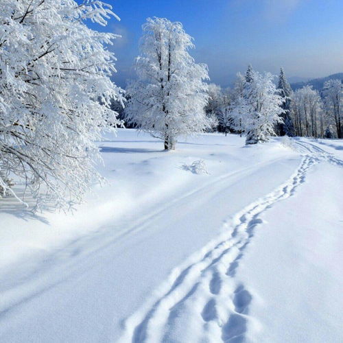 冬天下雪风景图片 信息评鉴中心 酷米资讯 Kumizx Com