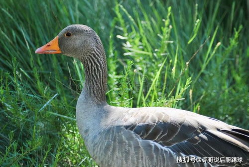 中元节,无论贫富还是忙碌清闲,记得要吃鸭子,寓意 压制 霉运