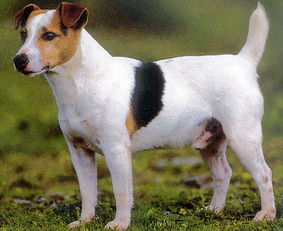 法国狗品种,这叫什么狗,求