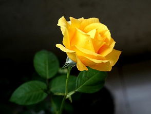 黄玫瑰花语及代表意义,有黄玫瑰吗?黄玫瑰花语是什么啊？