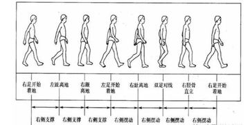 伽罗腿法一针分界的秘密