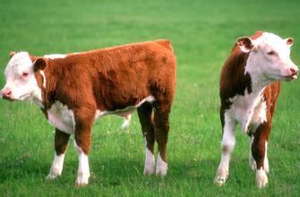 养牛饲养管理技术要点,牛的饲养与管理
