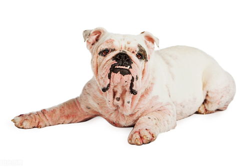 治疗狗狗皮肤病,宠物主人的 错误 需求,却是宠物医生最大无奈