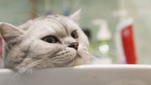 怎样为猫洗澡