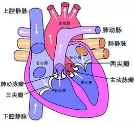 一图教你认 心脏 