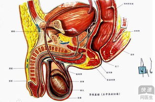 治疗前列腺炎 预防前列腺炎反复发作的方法