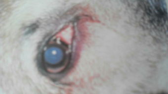 狗狗的眼睛红并有白膜一层是什么病 