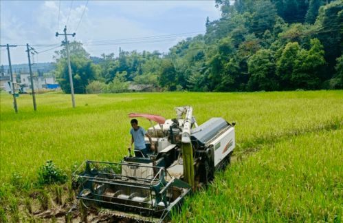 雅安市雨城区采用机械化收割方式 提高收割效率 稻谷 颗粒归仓