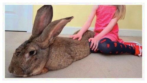 这么大的兔子,有人看到就想抢着养,有人却想准备花椒辣椒