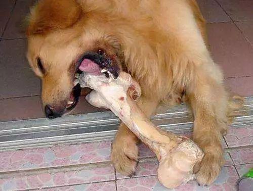 主人给狗喂骨头,差点要了狗子的命