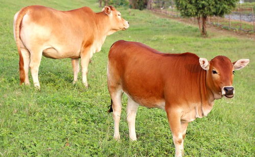 水牛和黄牛人工授精技术详解,为什么黄牛和水牛不能杂交？如果能，你见过吗？长啥样