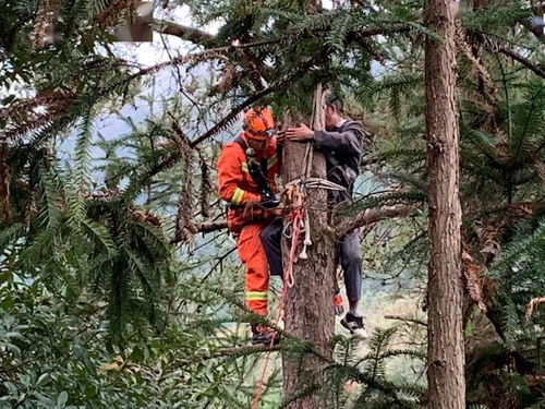 天柱一男子上树修树枝被困,在10米高的树上冻得直发抖