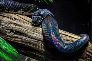 梦见紫色的蛇