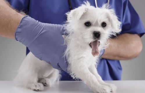 狗狗胰腺炎的早期症状及治疗方法