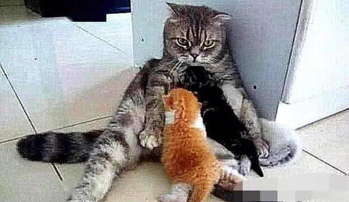 母猫怀孕后,看到小猫的模样后,一脸恐惧,怎么跟公猫解释
