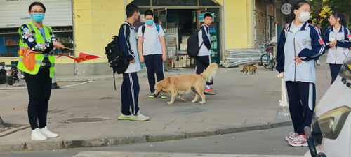 记者探访发现德州不文明养犬行为仍存,专家建议 共建共治才能牵紧 文明绳 