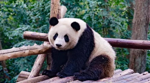 四川人遛熊猫 有图有真相后,网友 人均一只熊猫的小康实现了
