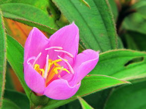 果实与小花