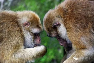 仅剩5个名额 国庆八天长假去高黎贡山观测白眉长臂猿 