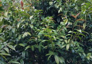 金花茶树苗种植方法,金花茶下山桩种植方法？