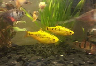 请问图中黄色身上有黑点的鱼是什么鱼 